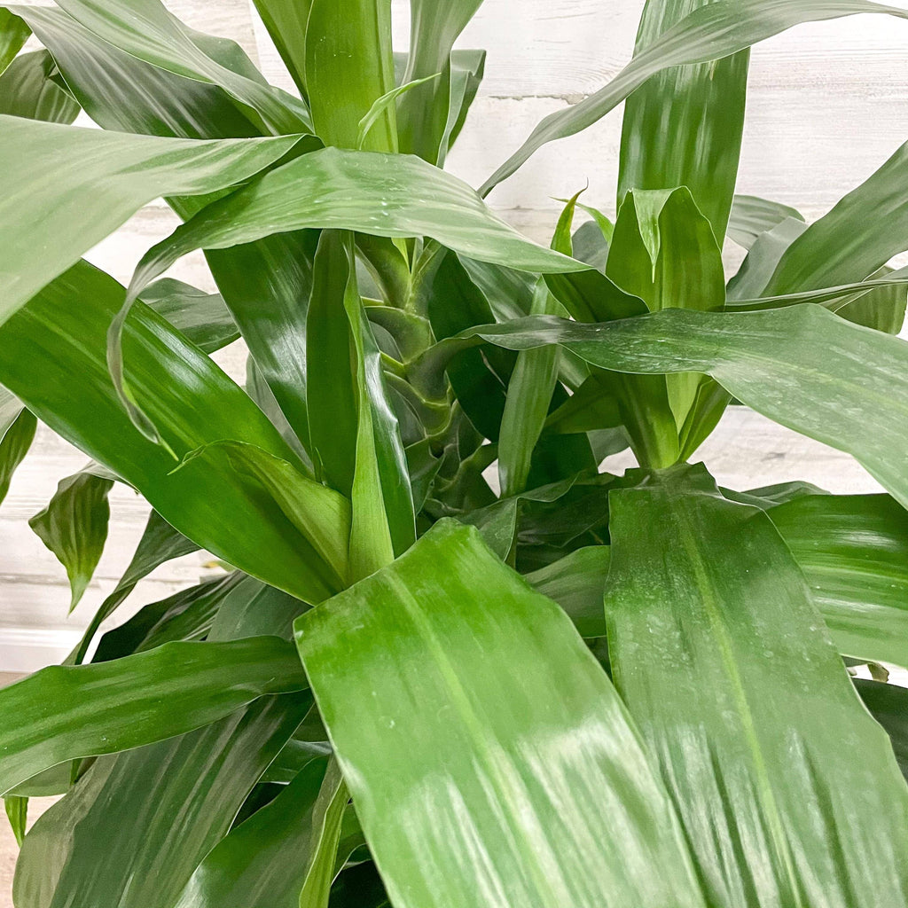 dracaena jcc plant Dracaena - Janet Craig