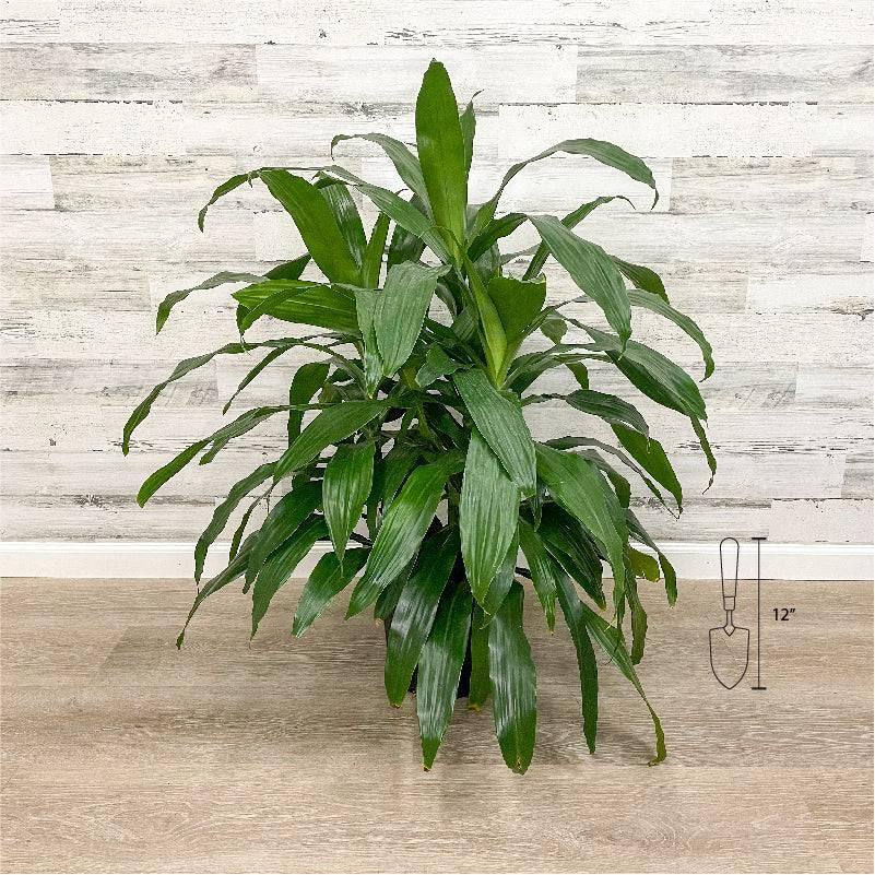 dracaena janet craig images Dracaena - Janet Craig