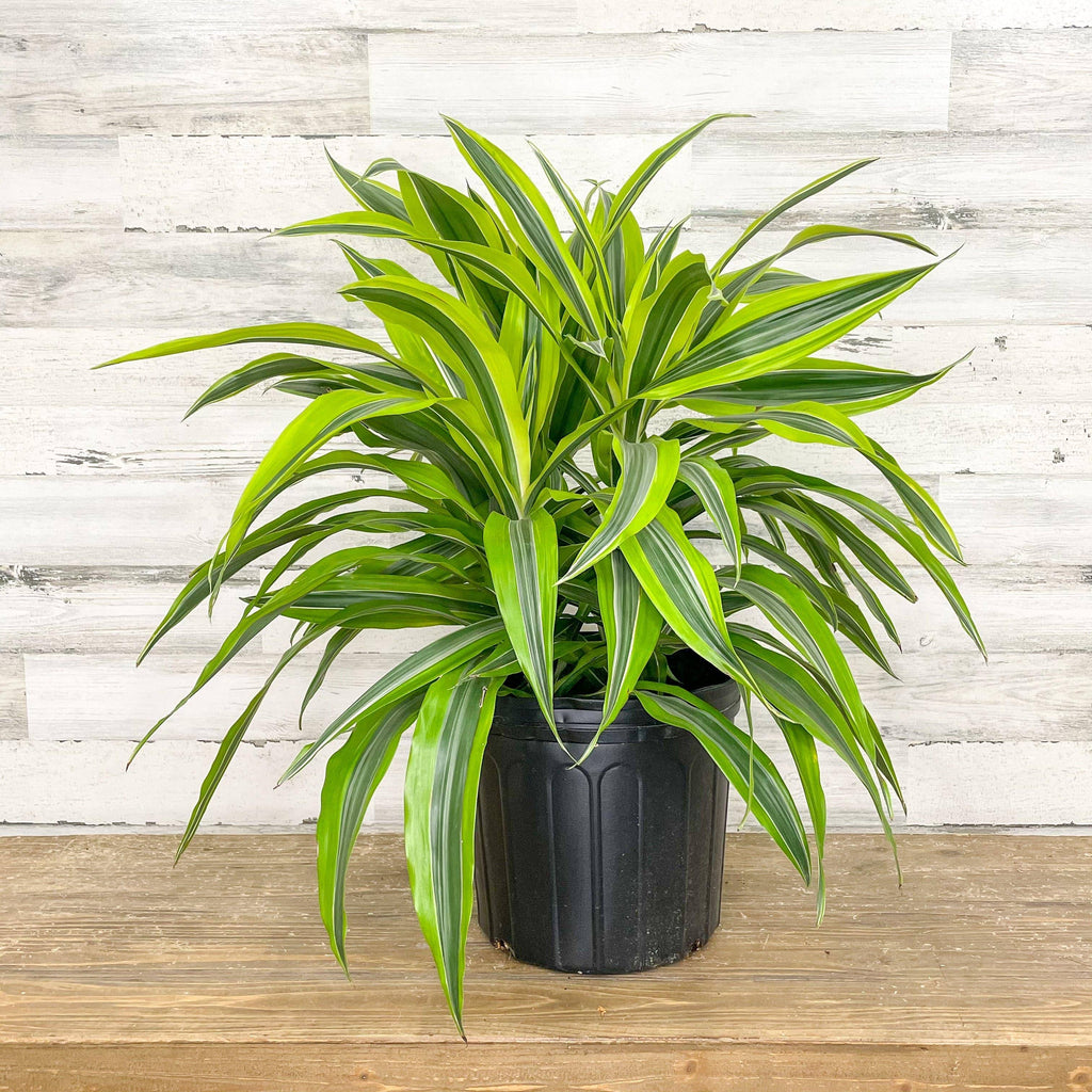 lemon lime dracaena warneckii Dracaena - Lemon Lime