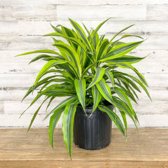 dracaena lemon dream Dracaena - Lemon Lime