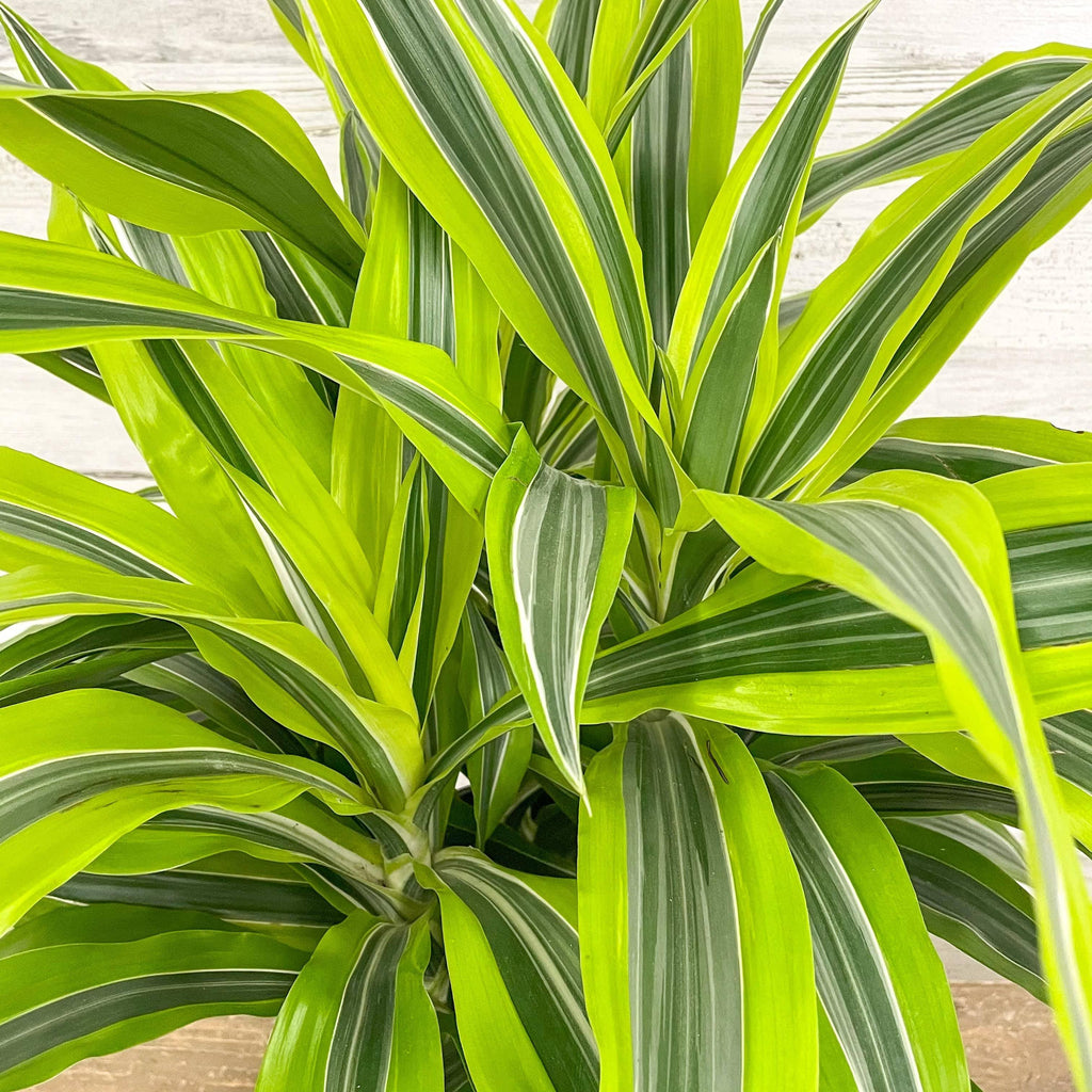 le dracaena Dracaena - Lemon Lime
