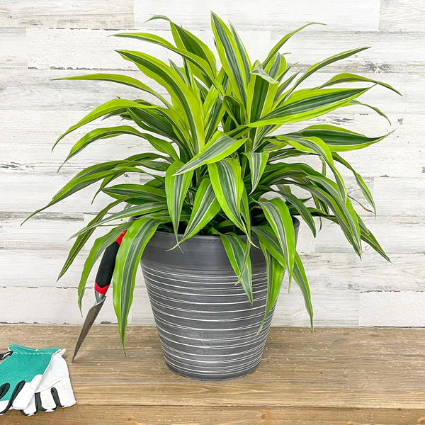 Dracaena - Lemon Lime - 10 inch Pot - Hicks Nurseries