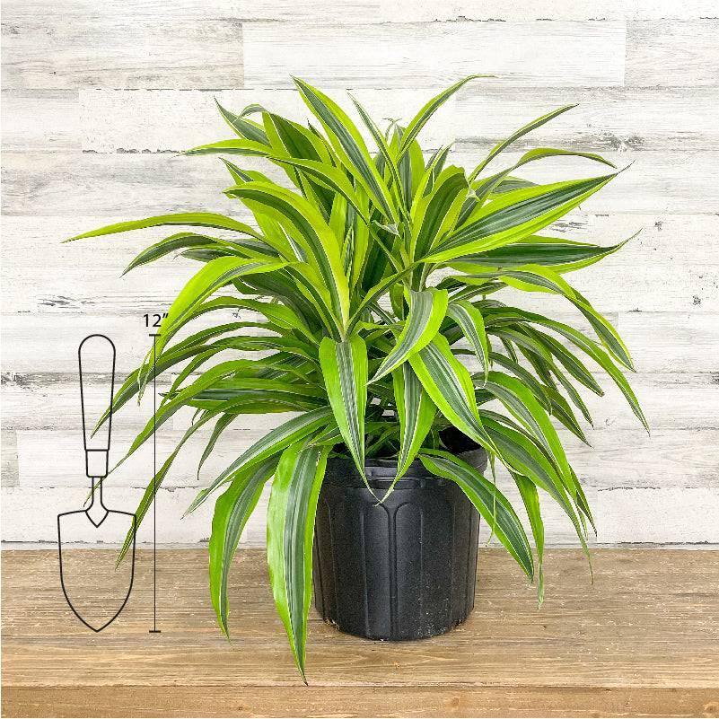 tanaman dracaena Dracaena - Lemon Lime