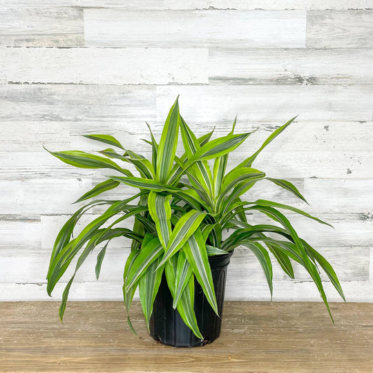 Dracaena - Lemon Lime - 8-inch Pot