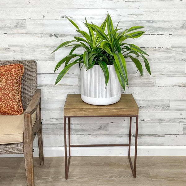 Dracaena - Lemon Lime - 8-inch Pot - Hicks Nurseries