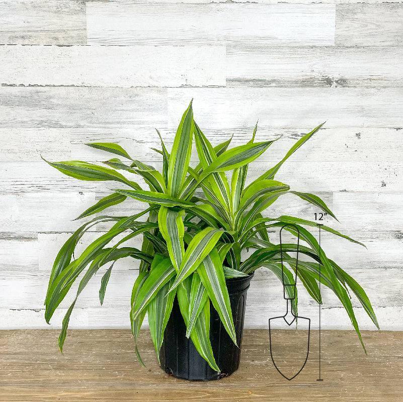 Dracaena - Lemon Lime