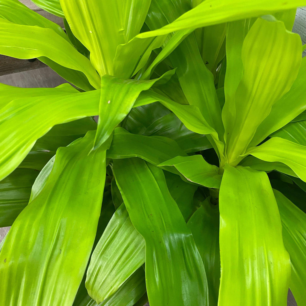 limelight dracaena care Dracaena - Limelight