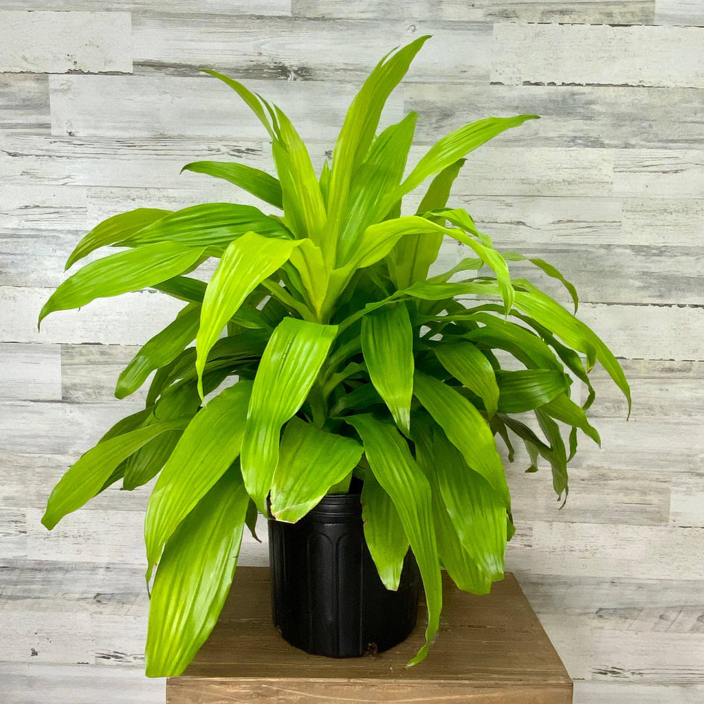 limelight dracaena care Dracaena - Limelight