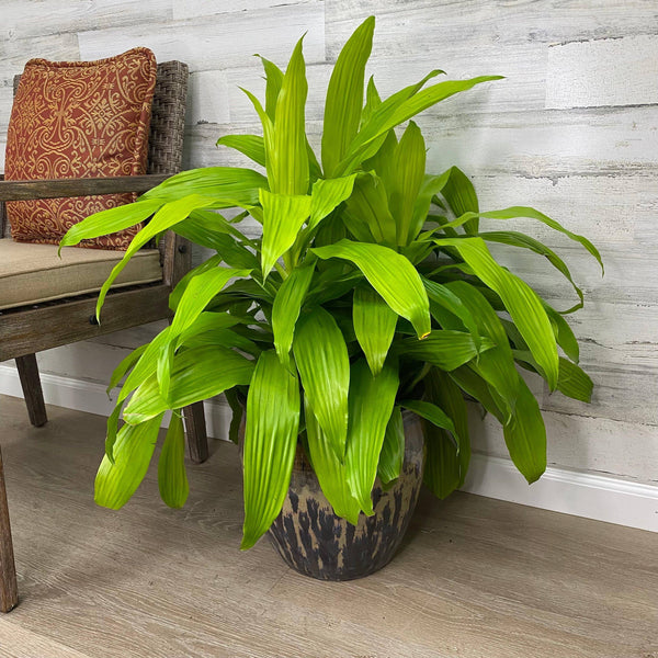 Dracaena - Limelight - 10-inch - Hicks Nurseries