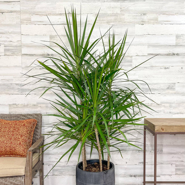 Dracaena - Marginata - 10 inch Pot - Hicks Nurseries