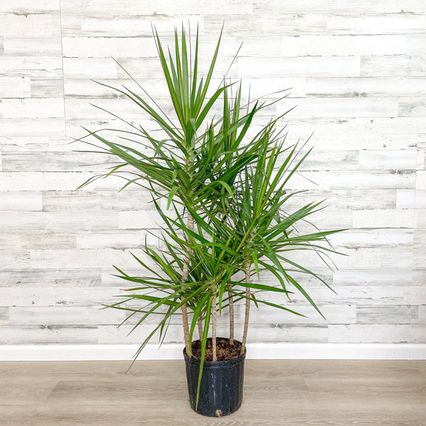 dracaena marginata grande Dracaena - Marginata
