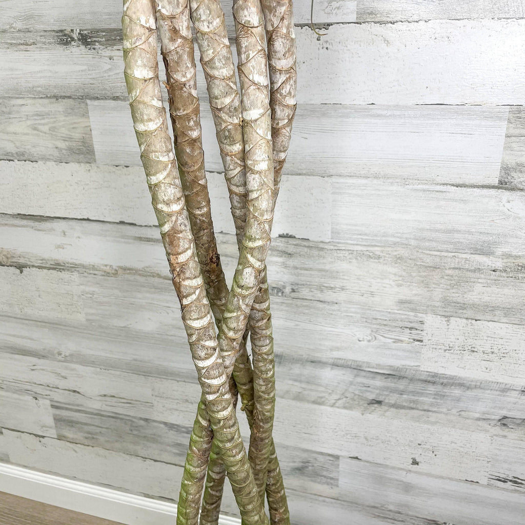 dracaena hanging Dracaena - Marginata