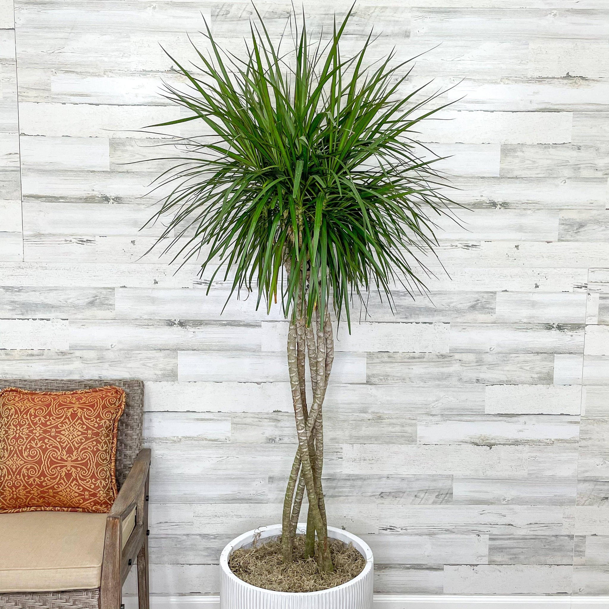 Medium Light Indoor Plants