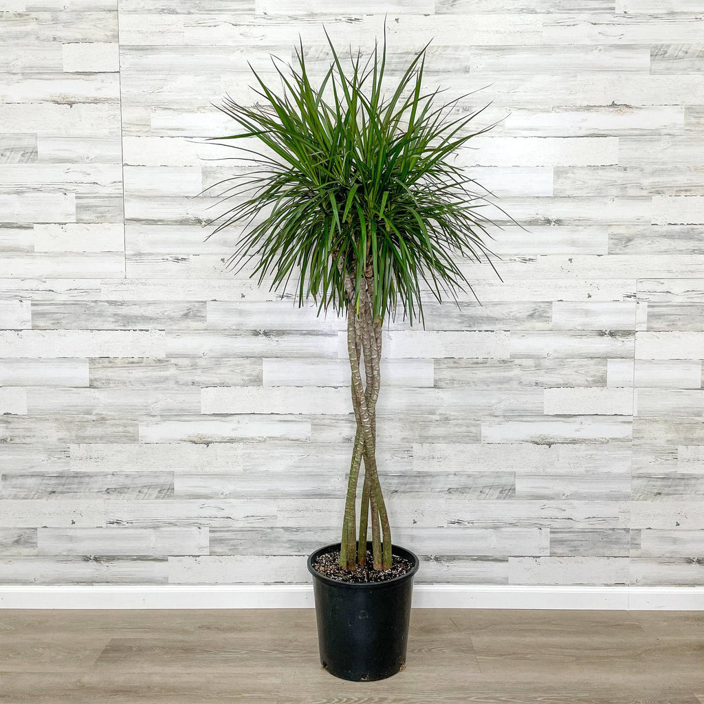 dracaena marginata pot Dracaena - Marginata