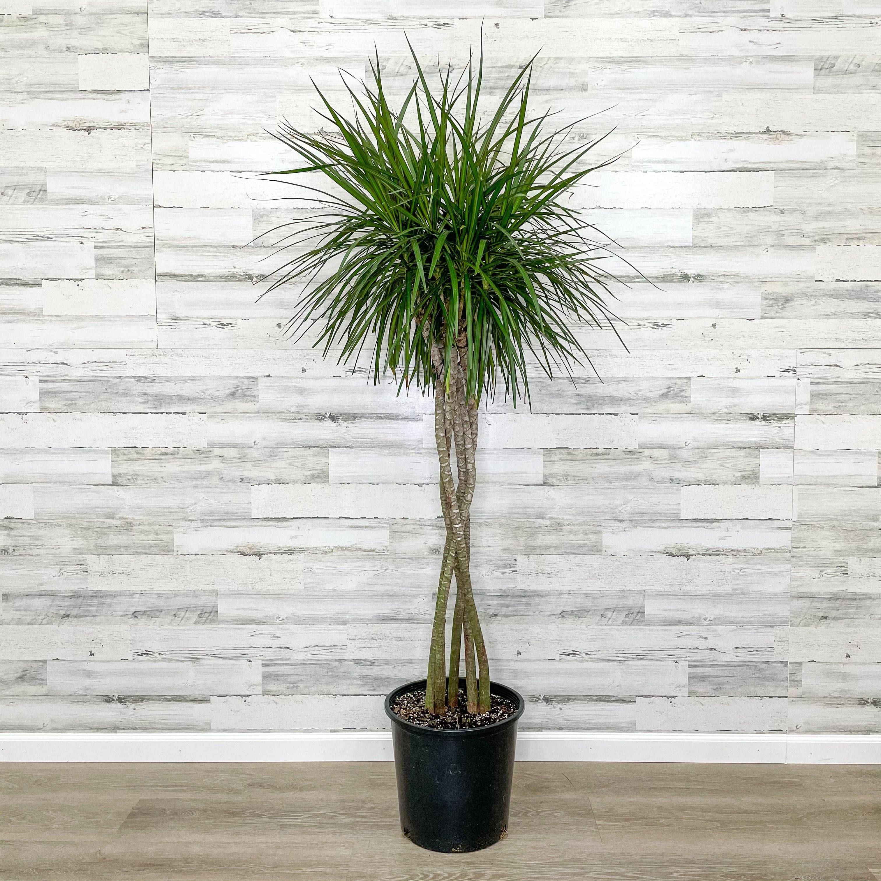 dracaena marginata tronco blando Dracaena - Marginata