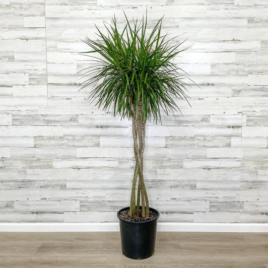 Dracaena - Marginata - 14-inch Pot
