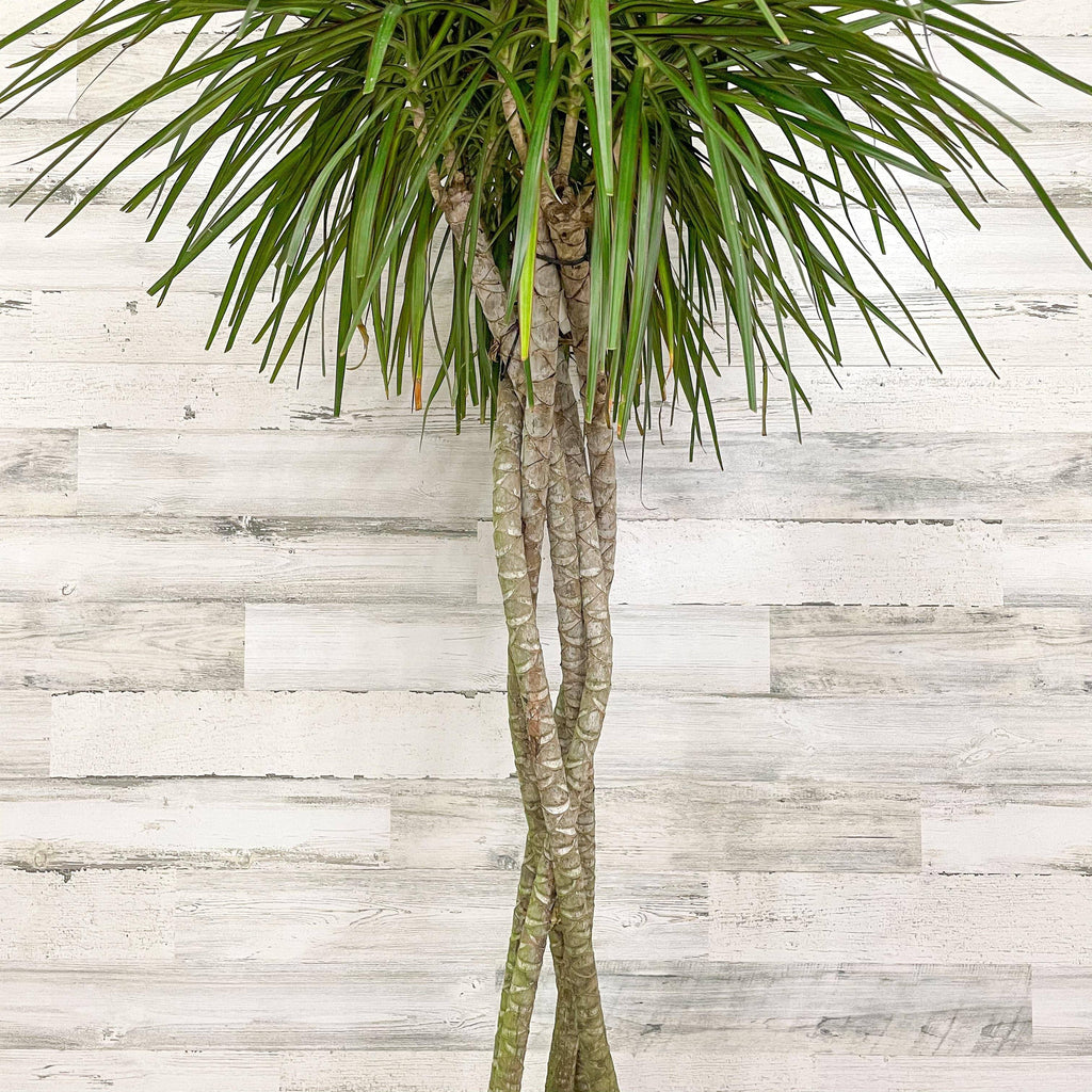 dracaena trunk Dracaena - Marginata