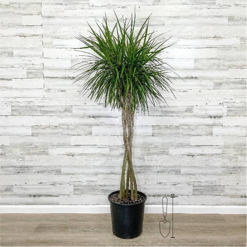 bloomscape dracaena Dracaena - Marginata
