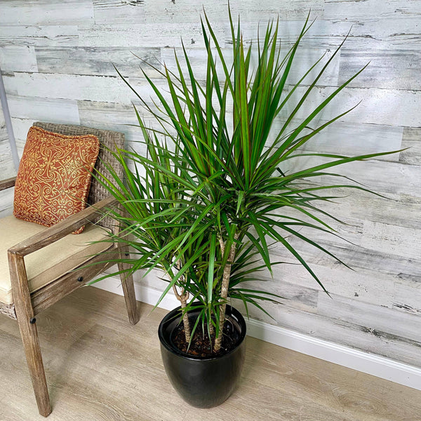 Dracaena - Marginata - 8-inch - Hicks Nurseries