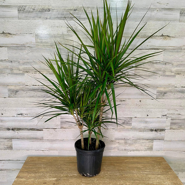 4 foot snake plant Snake Plant 4 Easy Care Live Houseplant includes Cover Pot  Houseplants  New York LLC