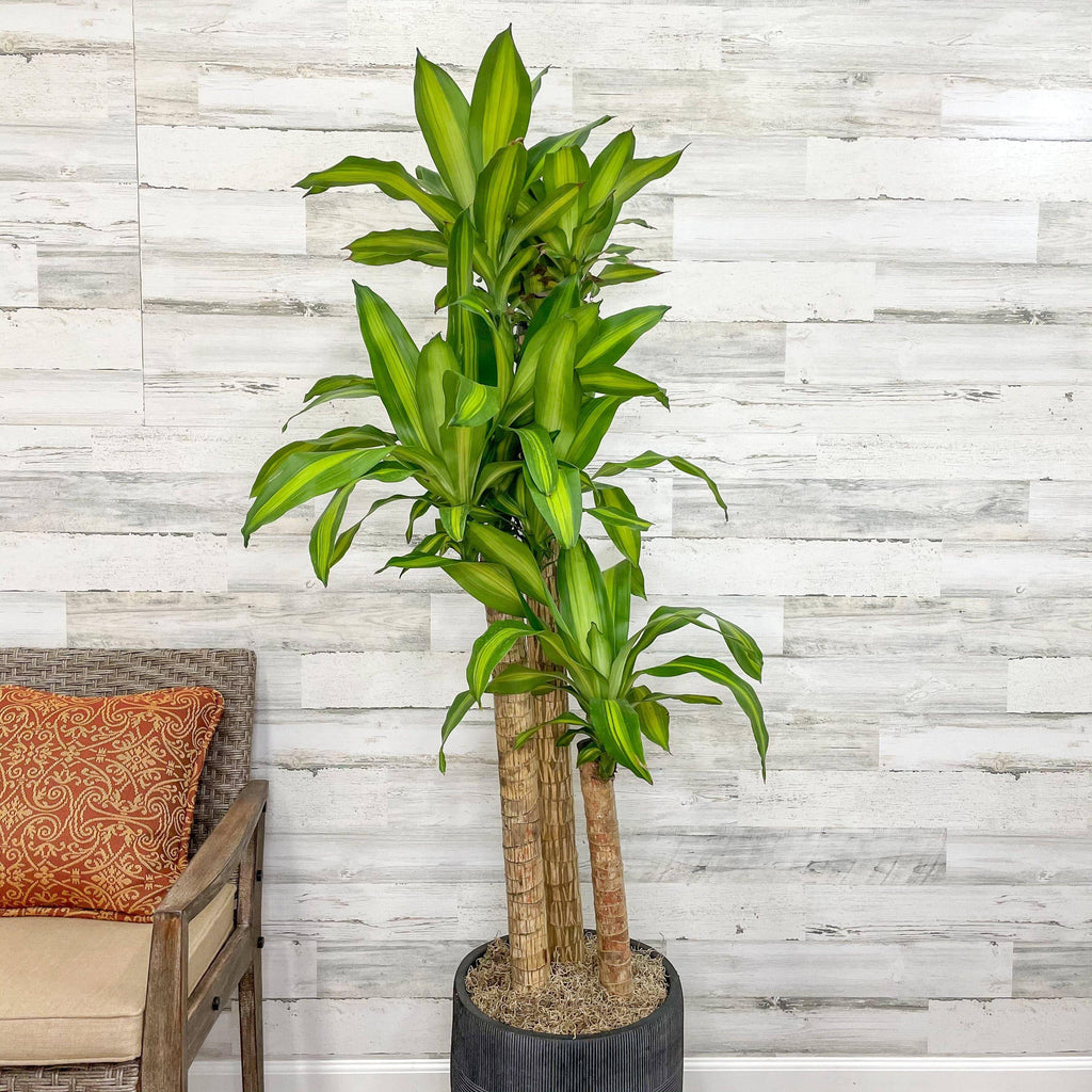 dracaena massangeana pflege Dracaena - Massangeana Cane