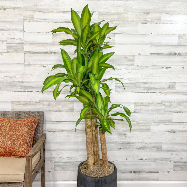 Dracaena - Massangeana Cane - 10-inch Pot - Hicks Nurseries