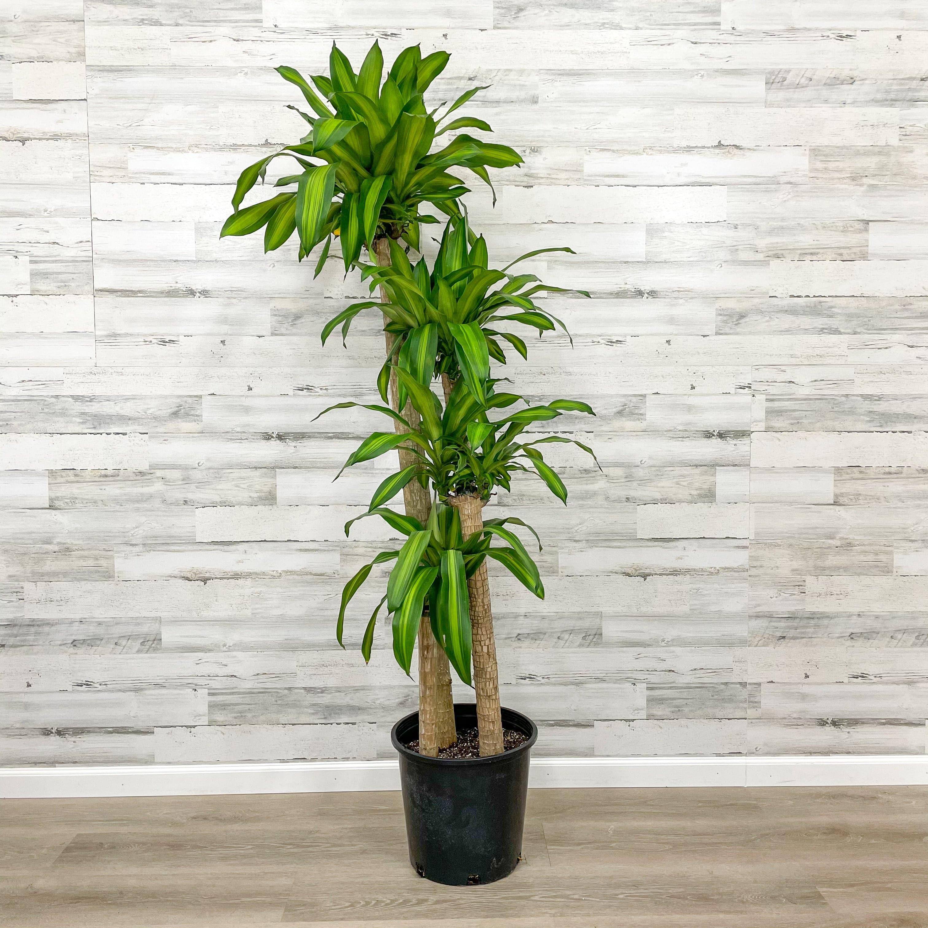 dracaena costaricana cane Dracaena - Massangeana Cane