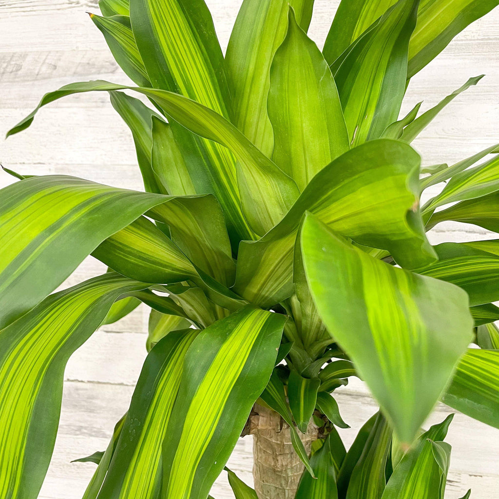 Dracaena - Massangeana Cane