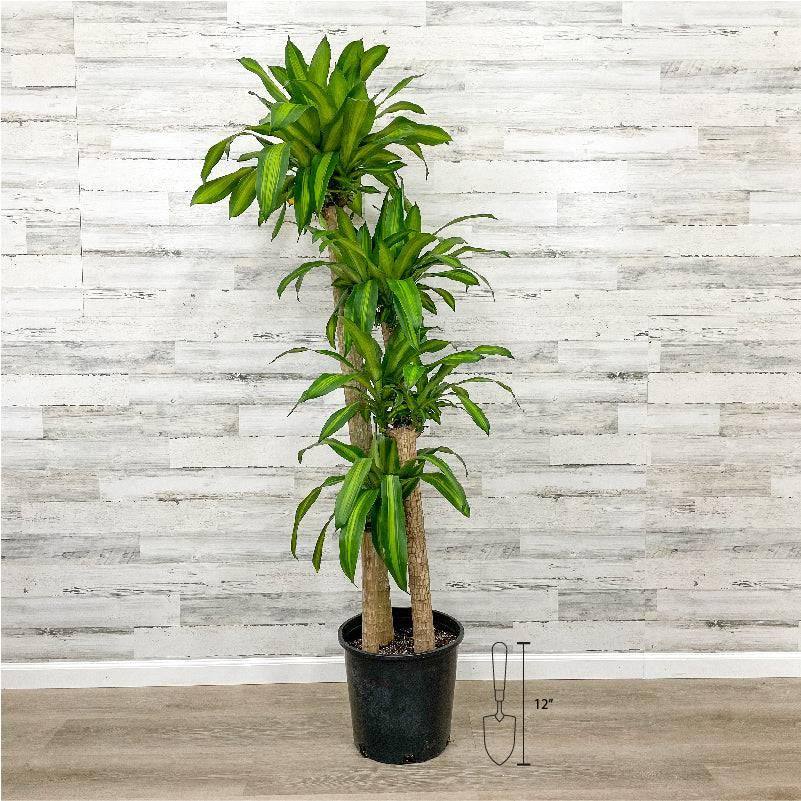 corn stalk dracaena silk plant Dracaena - Massangeana Cane