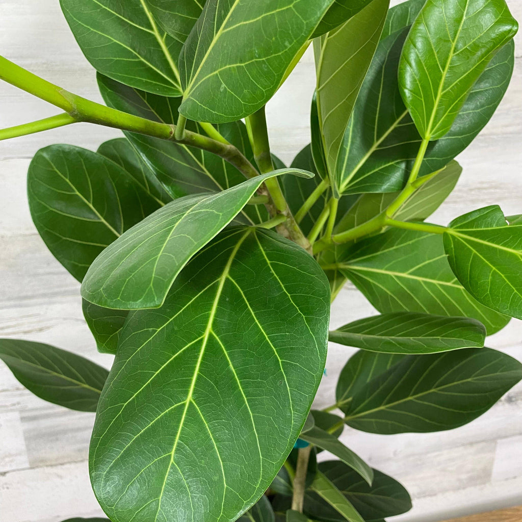 ficus audrey leaf Ficus - Audrey