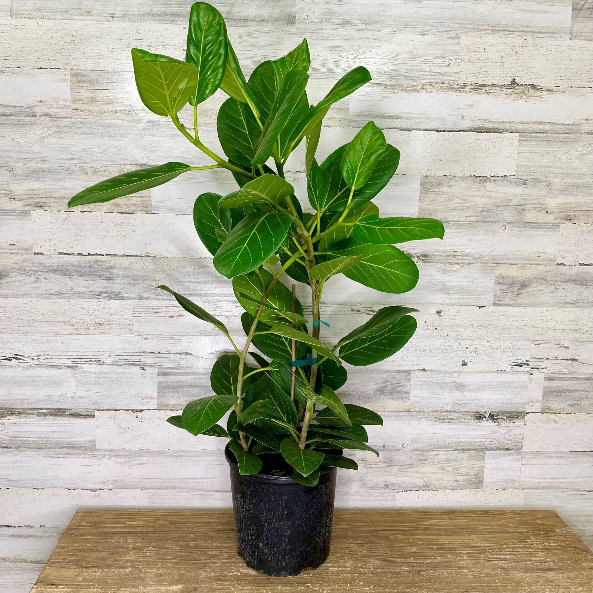 Ficus - Audrey - 10-inch