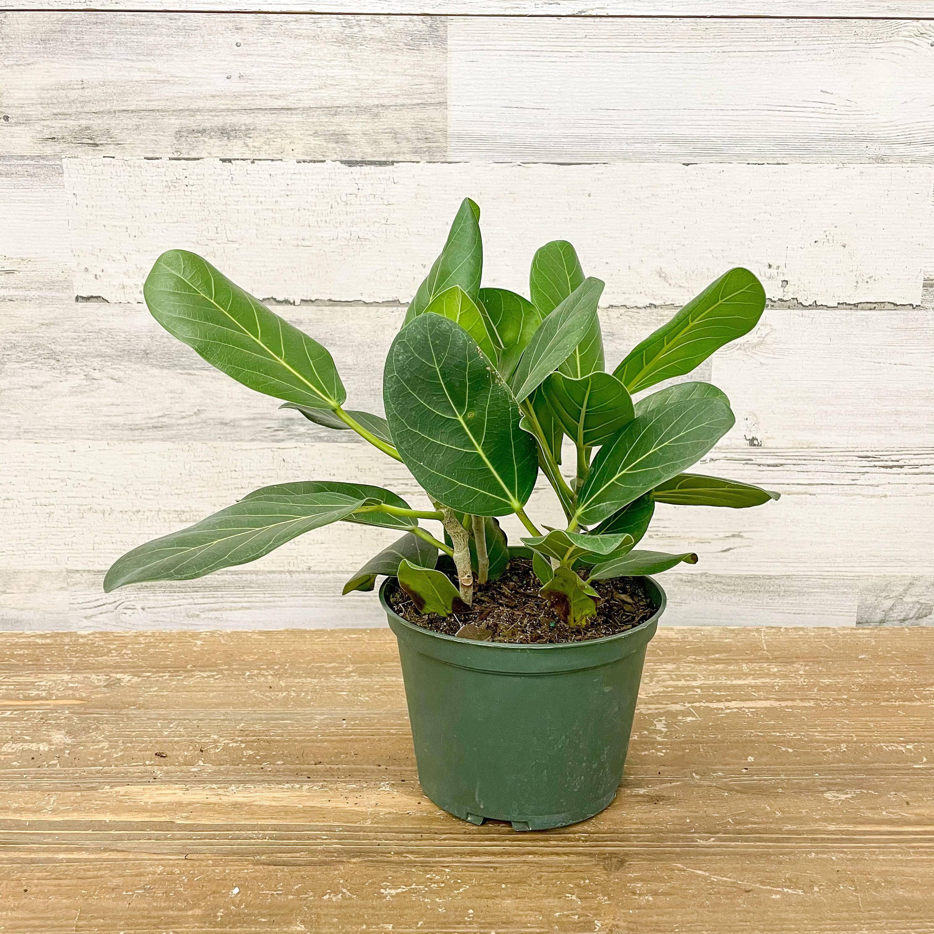 audrey ficus lowes Ficus Audrey