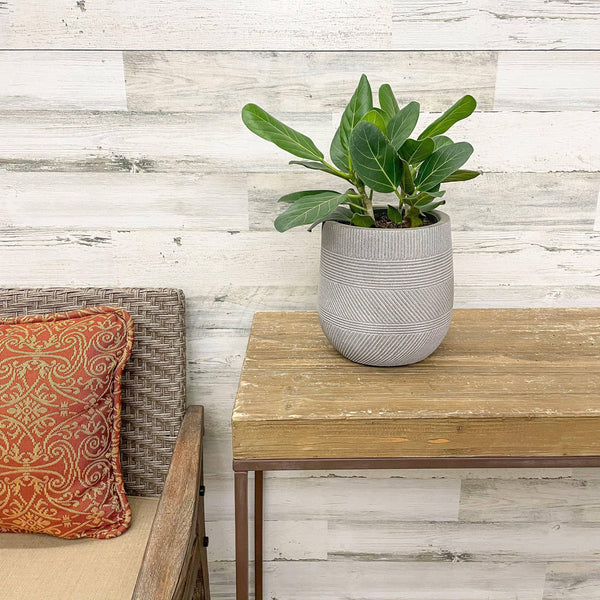 Ficus Audrey - 6-inch Pot - Hicks Nurseries