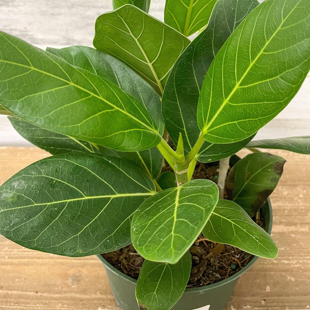 Ficus Audrey - 6-inch Pot