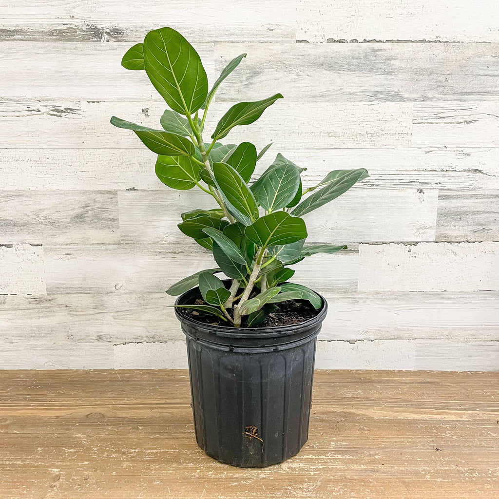 Ficus Audrey - 8-inch Pot - Hicks Nurseries