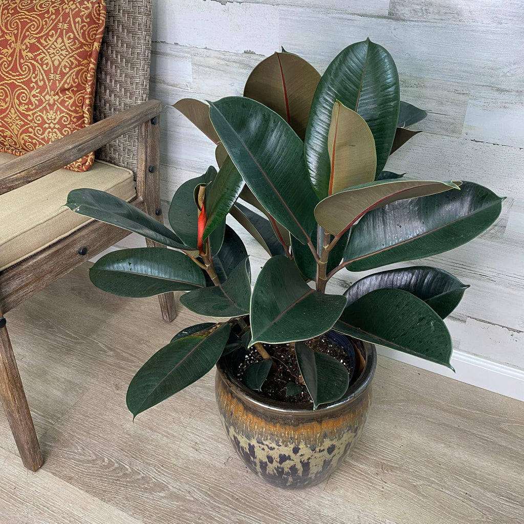 burgundy house plants Ficus - Burgundy