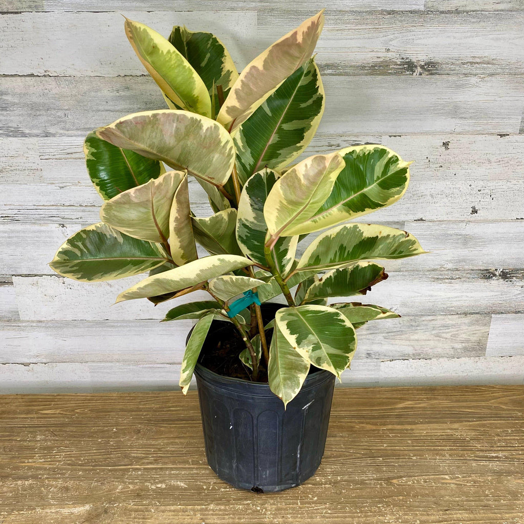 rubber tree vs ficus Ficus - Tineke