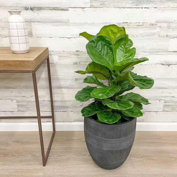 Fiddle Leaf Fig - Bush - 10-inch Pot - Hicks Nurseries