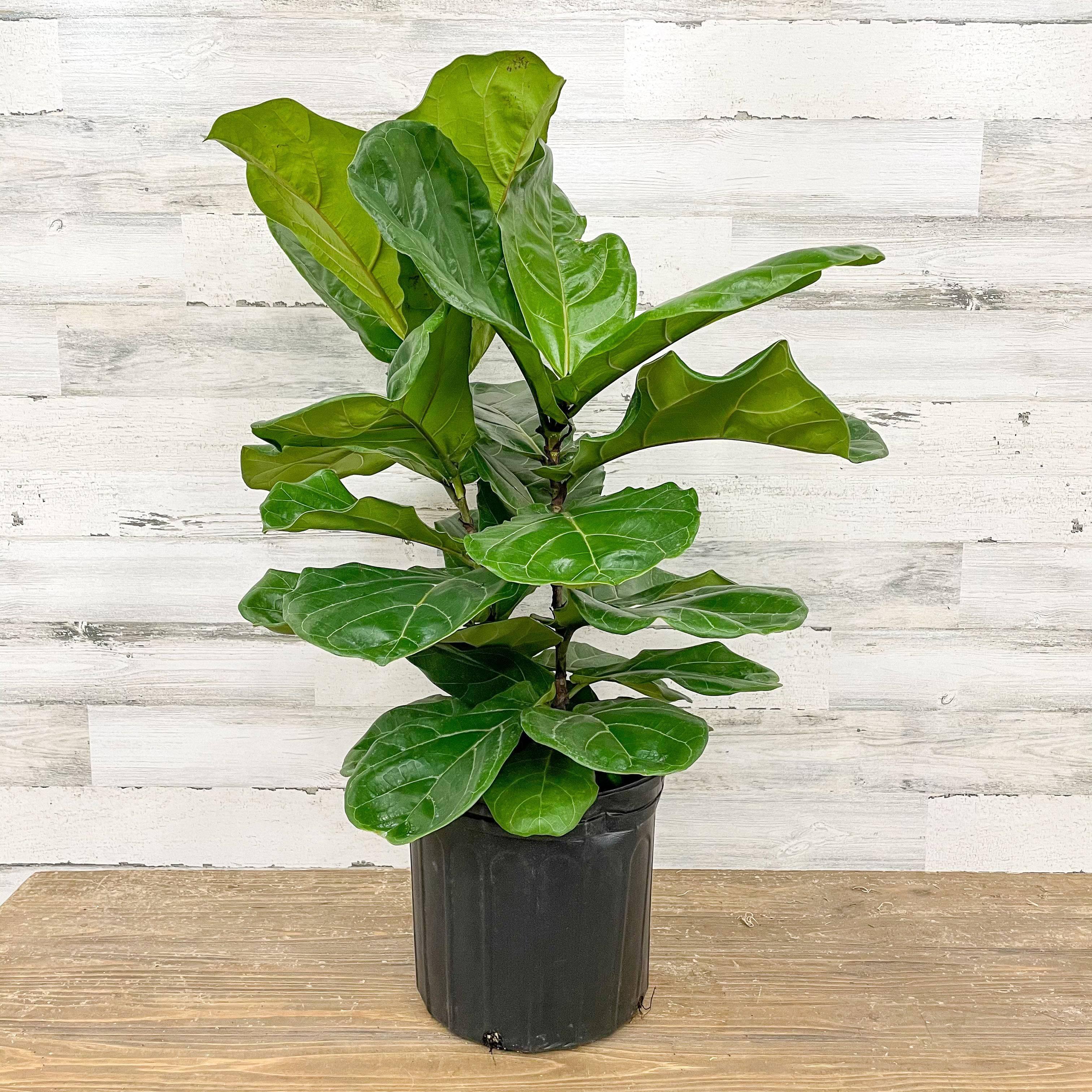 10 foot fiddle leaf fig Fiddle Leaf Fig - Bush
