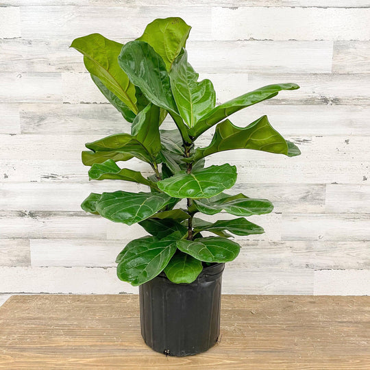 Fiddle Leaf Fig - Bush - 10-inch Pot