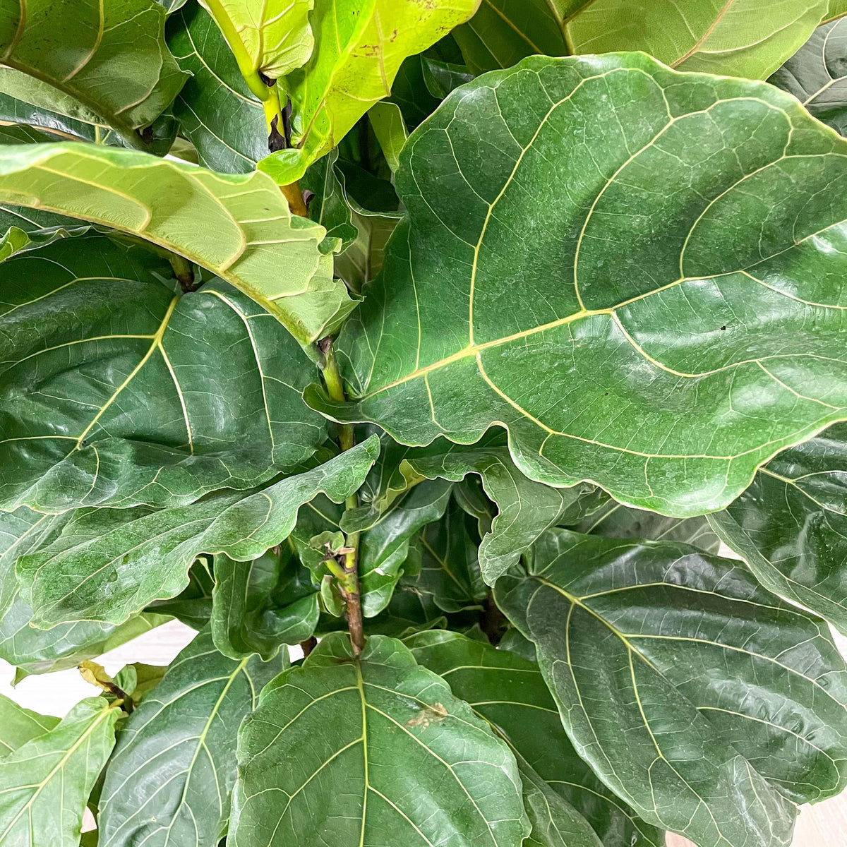 Fiddle Leaf Fig - Bush - 14-inch Pot