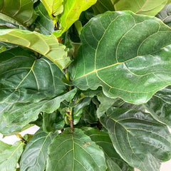medium fiddle leaf fig Fiddle Leaf Fig - Bush