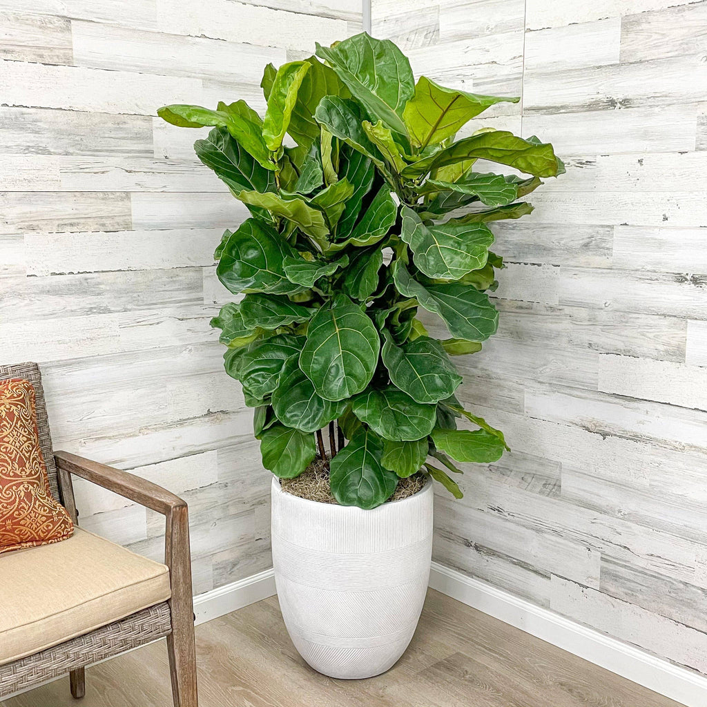 grandin road fiddle leaf fig Fiddle Leaf Fig - Bush