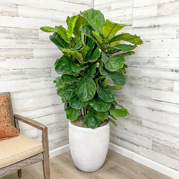 Fiddle Leaf Fig - Bush - 14-inch Pot - Hicks Nurseries