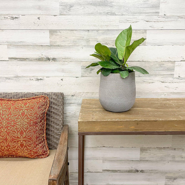 Fiddle Leaf Fig - Bush - 6-inch Pot - Hicks Nurseries