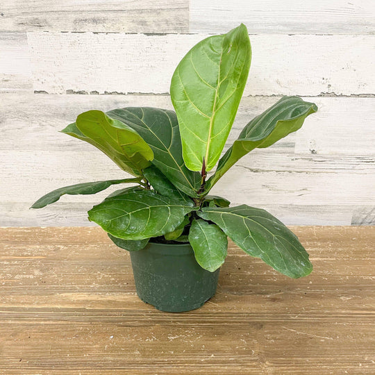 Fiddle Leaf Fig - Bush - 6-inch Pot