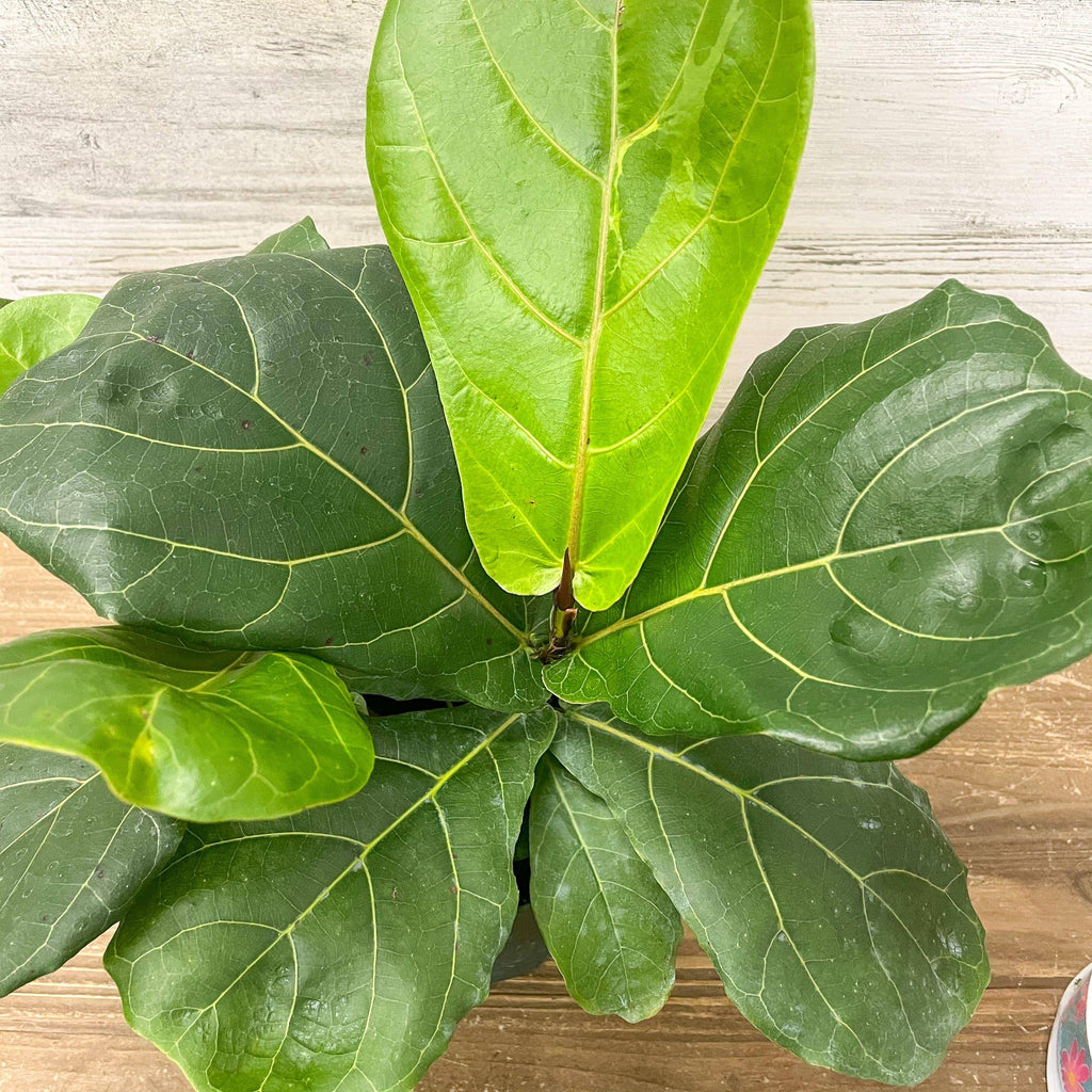 6 fiddle leaf fig Fiddle Leaf Fig - Bush