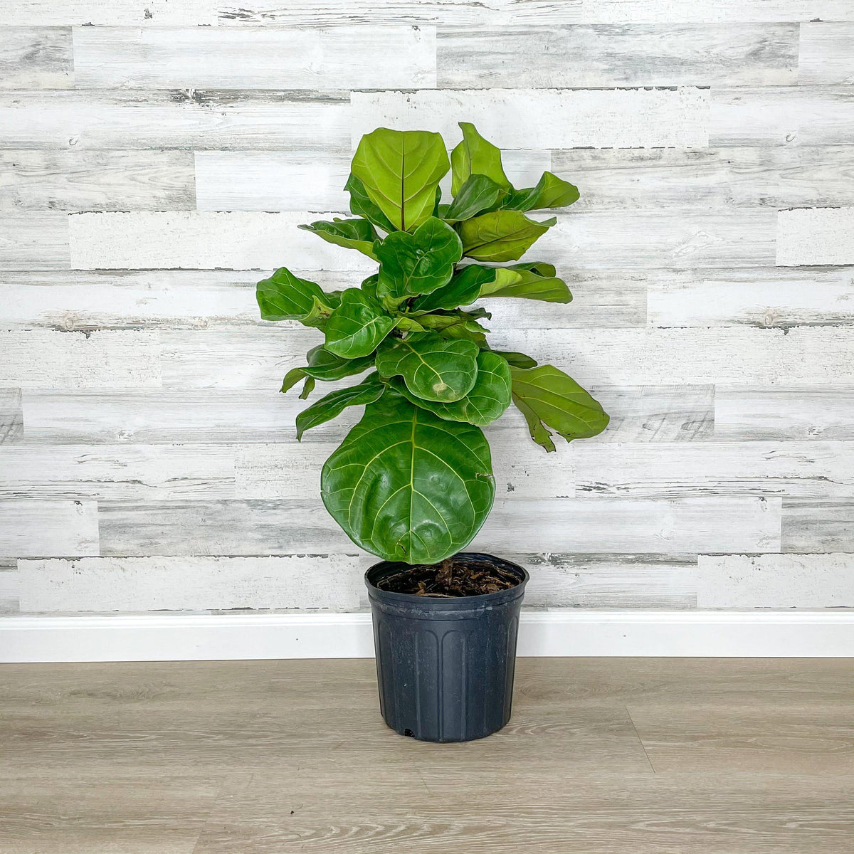 Fiddle Leaf Fig - Tree - 10-inch Pot