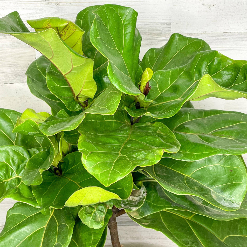 tabletop fiddle leaf fig Fiddle Leaf Fig - Tree
