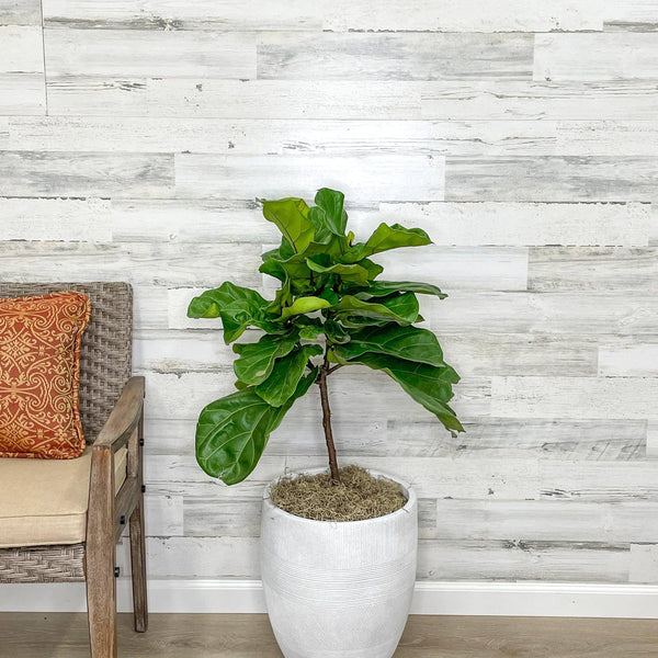 Fiddle Leaf Fig - Tree - 10-inch Pot - Hicks Nurseries
